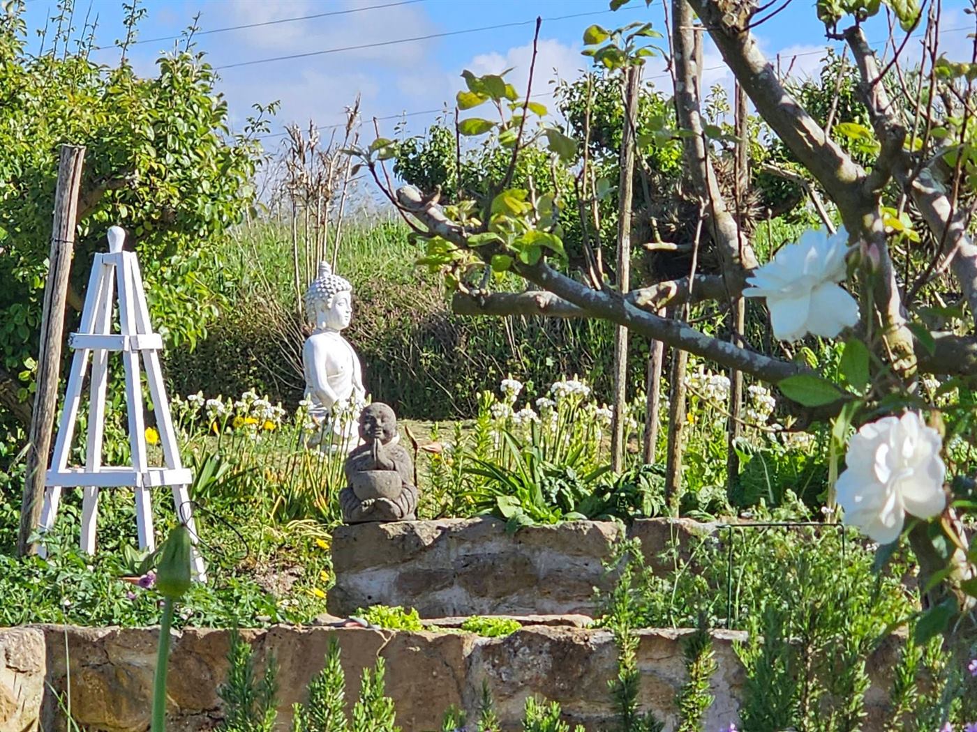 A peaceful spring garden with a stone Buddha statue, daffodils, white roses and climbing greenery on tall white obelisks