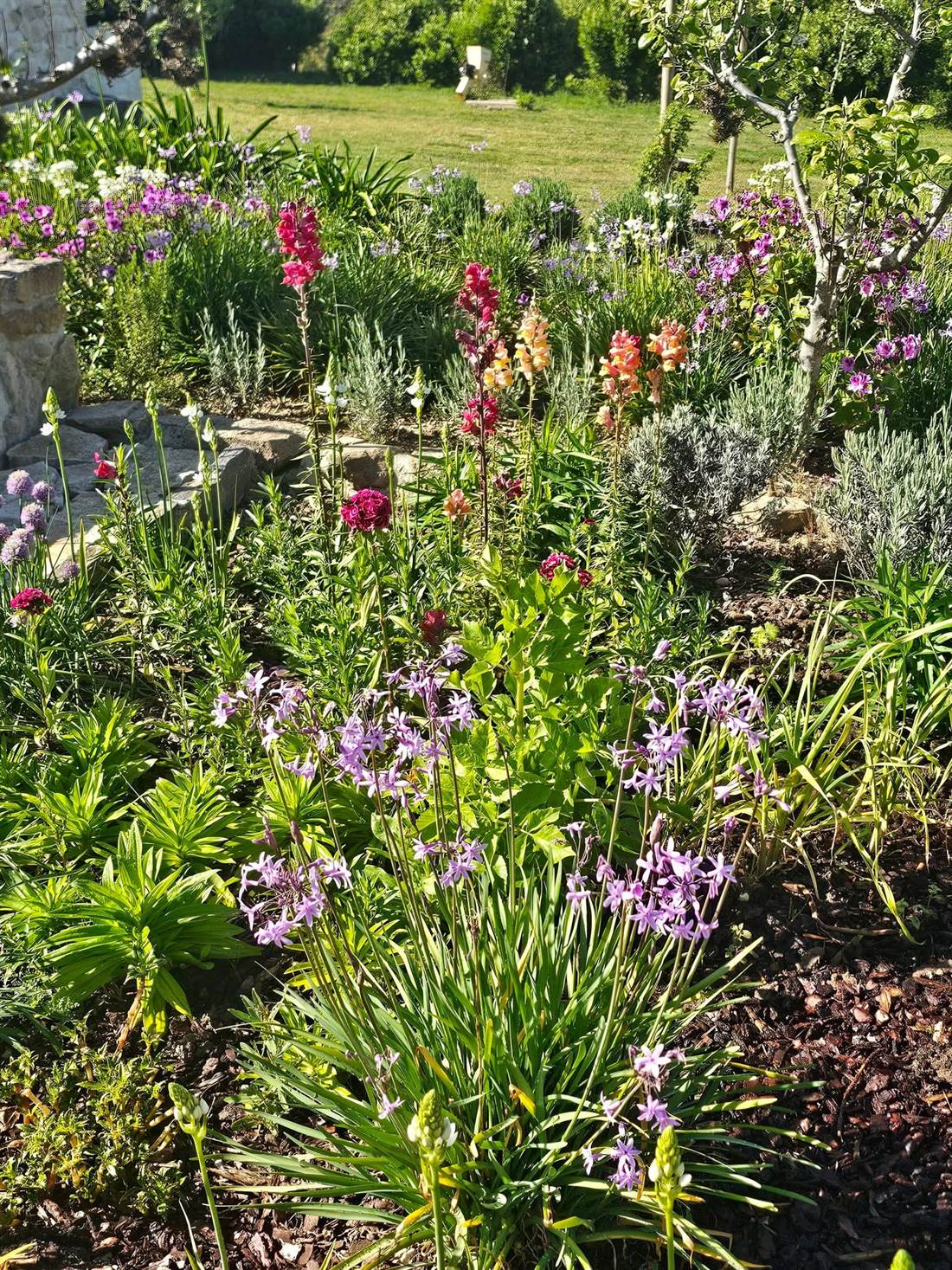 Close-up of a planting bed with snapdragons, alliums and lavender in a Silver Coast garden, planted by Ana Sterrenberg