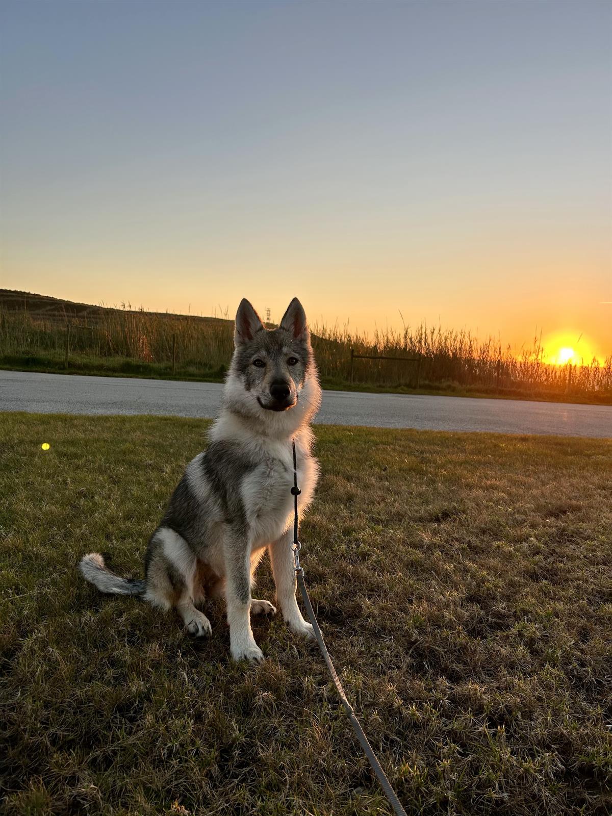 A young grey and white shepherd dog on a leash sitting on grass at sunset, photographed during a Silver Coast pet-care visit by Justin Sterrenberg